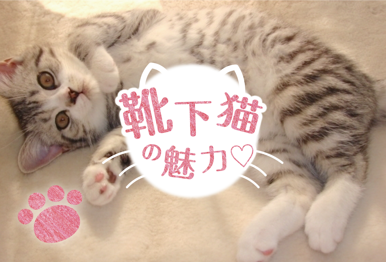 2月22日はニャーニャーニャー 猫の日 可愛い靴下猫を紹介 Tutuantenna コラム チュチュアンナ公式サイト